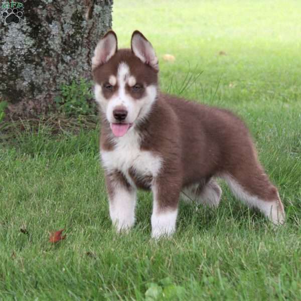 Caramel, Siberian Husky Puppy